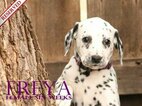 Small Photo #29 Dalmatian Puppy For Sale in ENID, OK, USA