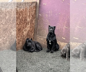 Cane Corso Puppy for sale in MANTECA, CA, USA