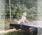 Small #3 Labrador Retriever Mix