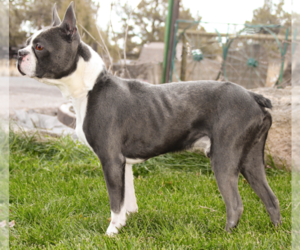 Father of the Boston Terrier puppies born on 06/18/2025