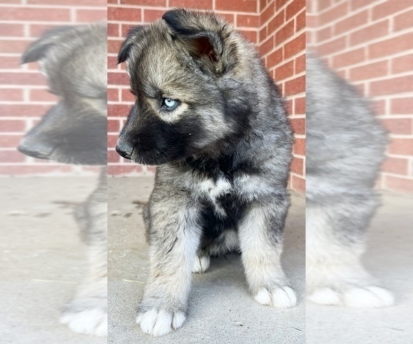 Medium Photo #7 Siberian Husky Puppy For Sale in CO SPGS, CO, USA