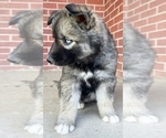 Small Photo #7 Siberian Husky Puppy For Sale in CO SPGS, CO, USA