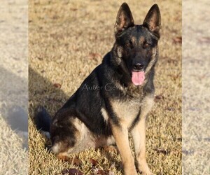 Mother of the German Shepherd Dog puppies born on 02/18/2022