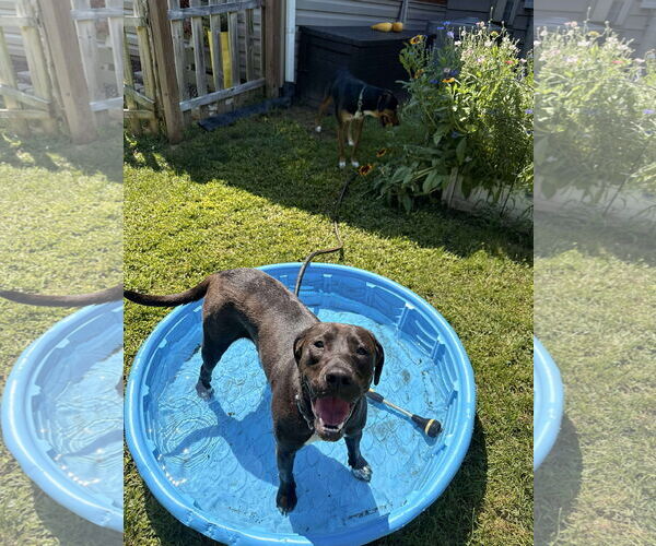 Medium Photo #4 Mutt Puppy For Sale in Greensboro, NC, USA