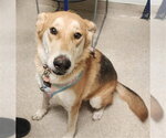 SUNNY - Female German Shepherd Dog Dog for Adoption - Small photo