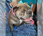 Small #2 Bulldog