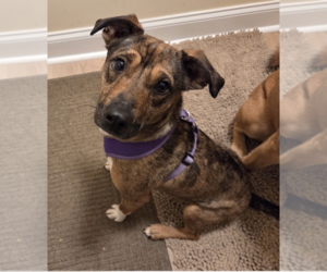 Mountain Cur-Unknown Mix Dogs for adoption in Plainfield, IL, USA