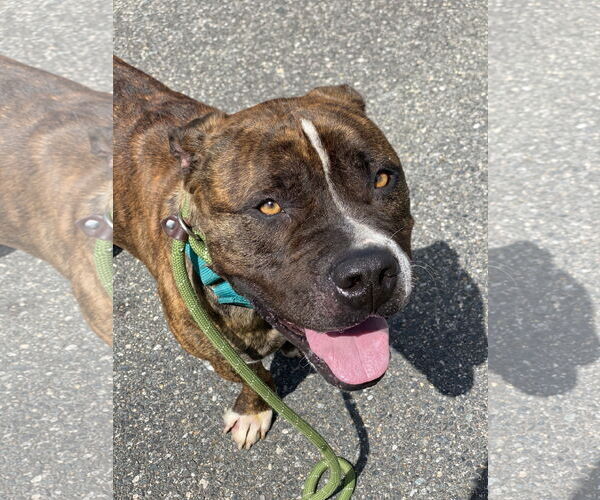 Medium Photo #9 American Pit Bull Terrier Puppy For Sale in Virginia Beach, VA, USA