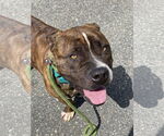 Small #8 American Pit Bull Terrier