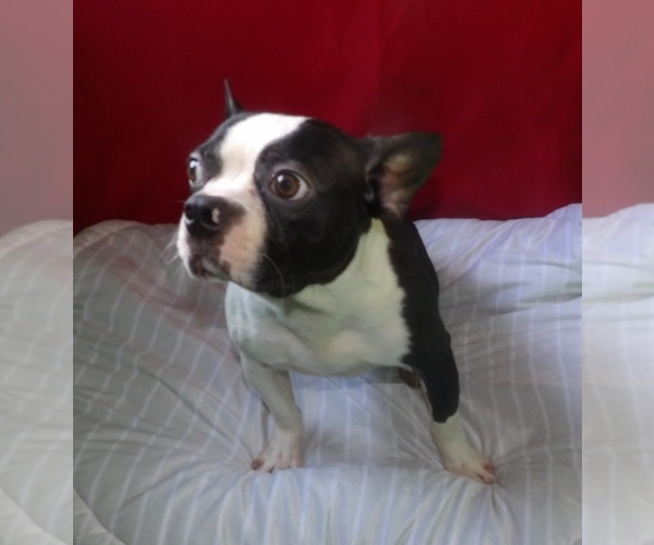Medium Photo #2 Boston Terrier Puppy For Sale in PATERSON, NJ, USA