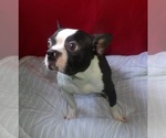 Small #1 Boston Terrier