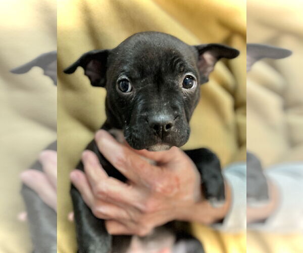 Medium Photo #3 Boxer-Unknown Mix Puppy For Sale in Estherville, IA, USA