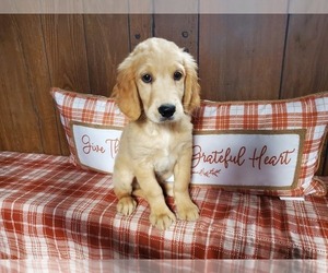 Golden Retriever Puppy for Sale in COLORADO SPRINGS, Colorado USA