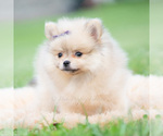 Small #6 Pomeranian