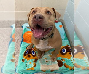American Pit Bull Terrier Dogs for adoption in Brighton, CO, USA