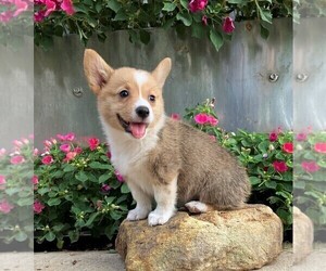 Pembroke Welsh Corgi Puppy for sale in NORWOOD, MO, USA