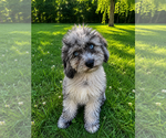 Small #14 Cavapoo (Miniature)