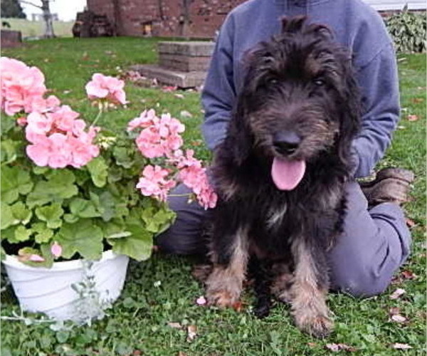 Medium Photo #4 Bernedoodle-Golden Retriever Mix Puppy For Sale in HOLMESVILLE, OH, USA