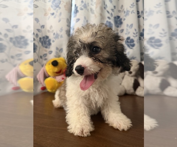 Medium Photo #18 Cockapoo (Miniature) Puppy For Sale in DURHAM, CT, USA