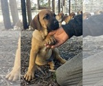 Puppy 5 America Bandogge Mastiff