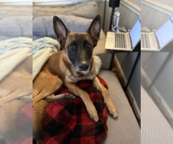 Medium Photo #2 Mutt Puppy For Sale in Stevens Point, WI, USA