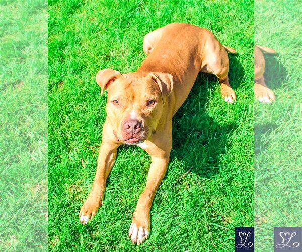 Medium Photo #1 American Pit Bull Terrier-Unknown Mix Puppy For Sale in Lockport, NY, USA