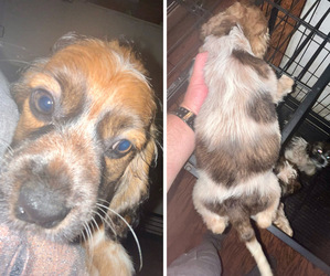 Cock-A-Tzu Puppy for sale in OGDENSBURG, NY, USA