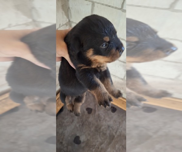 Medium Photo #4 Rottweiler Puppy For Sale in LAKELAND, FL, USA