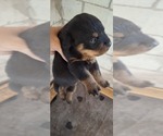 Litter of 6 - Male(s) and Female(s) RottweilerLitter of Puppies for Sale - Photo #4