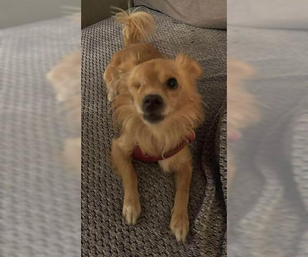 Medium Photo #2 Chihuahua-Colonial Cocker Spaniel Mix Puppy For Sale in Oakley, CA, USA