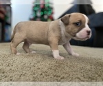 Small Photo #8 American Bully Puppy For Sale in SAINT CHARLES, MO, USA