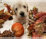 Small Photo #11 Golden Retriever Puppy For Sale in RICHMOND, TX, USA
