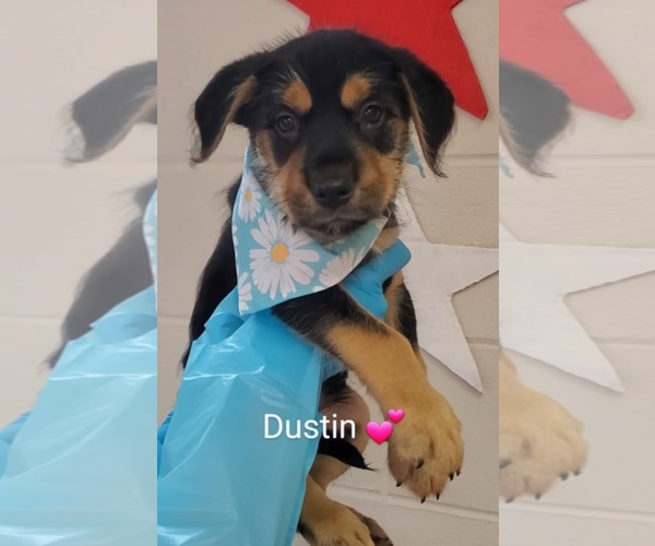 Medium Photo #2 Mutt Puppy For Sale in SHERBURNE, NY, USA