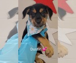 Small #1 Mutt