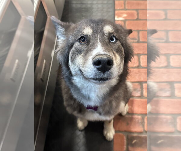 Medium Photo #2 Siberian Husky Puppy For Sale in Cumming, GA, USA