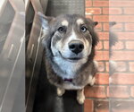 Small #1 Siberian Husky