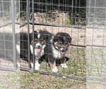Small Photo #1 Australian Shepherd Puppy For Sale in MARION, SC, USA