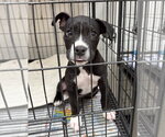 Small Photo #5 Bullboxer Pit Puppy For Sale in Gilberts, IL, USA