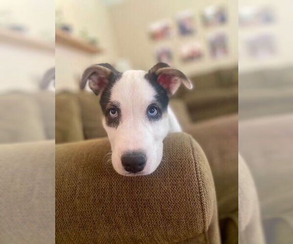 Medium Photo #9 Huskies -Unknown Mix Puppy For Sale in Mesa, AZ, USA