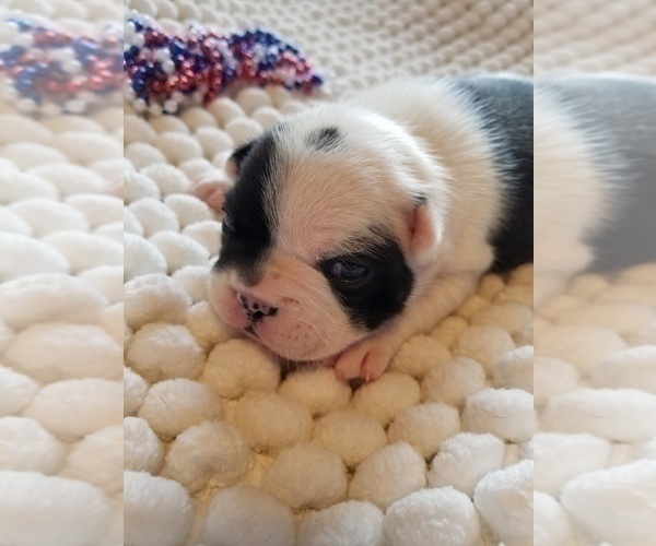 Medium Photo #2 Faux Frenchbo Bulldog Puppy For Sale in SEYMOUR, TN, USA