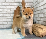 Small Photo #6 Shiba Inu Puppy For Sale in SEATTLE, WA, USA