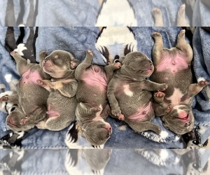 French Bulldog Puppy for sale in VALLEJO, CA, USA