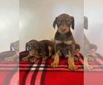 Small Photo #7 Doberman Pinscher Puppy For Sale in SANTA ANA, CA, USA