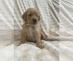 Small Photo #28 Golden Retriever Puppy For Sale in IRWIN, PA, USA