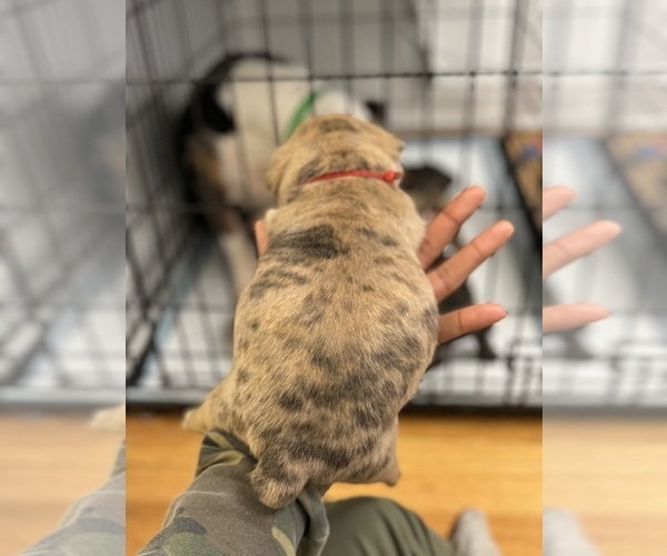 Medium Photo #5 French Bulldog-Olde English Bulldogge Mix Puppy For Sale in CHICAGO, IL, USA