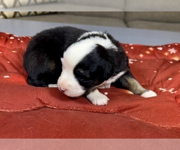 Medium Photo #73 Australian Shepherd Puppy For Sale in SALISBURY, NC, USA