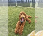 Small #44 Goldendoodle