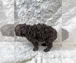 Small Photo #17 Aussiedoodle Puppy For Sale in UNIONVILLE, IA, USA