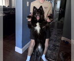 Small Photo #3 Border Collie-Unknown Mix Puppy For Sale in Euless, TX, USA