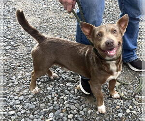 Pembroke Welsh Corgi-Unknown Mix Dogs for adoption in Rockaway, NJ, USA